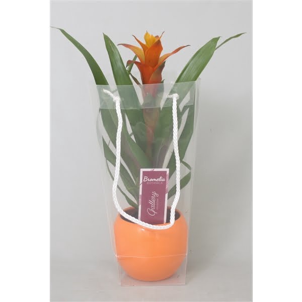 <h4>Guzmania Variada in oranje bolpot in blanco draagtas</h4>