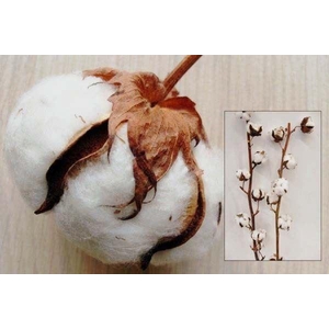 GOSSYPIUM HIRS. WHITE 8 balls