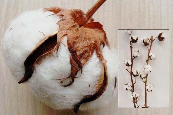 <h4>GOSSYPIUM HIRS. WHITE 8 balls</h4>