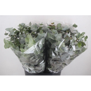 Euca Cinerea Short 150gr P Bunch