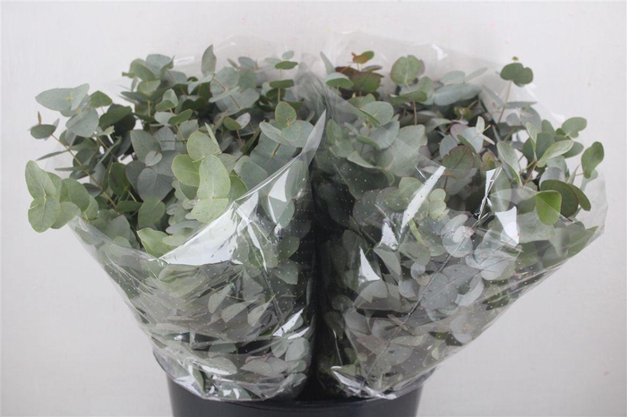 <h4>Euca Cinerea Short 150gr P Bunch</h4>