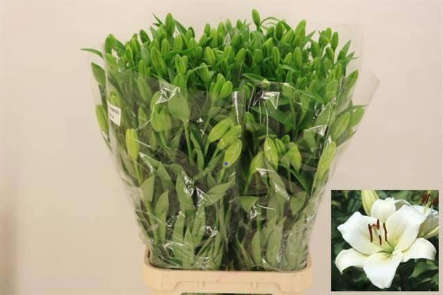 <h4>LI LA RICHMOND</h4>