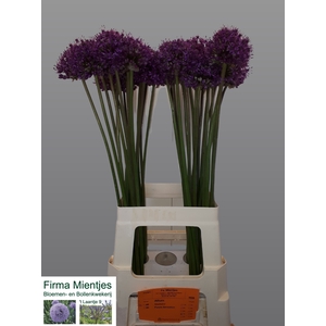 ALLIUM STATOS