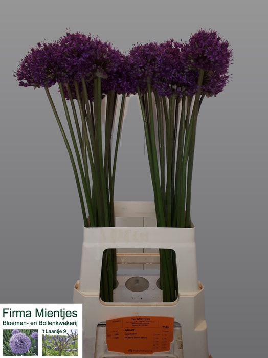 <h4>ALLIUM STATOS</h4>