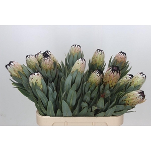 Protea Niobe
