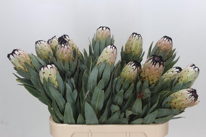 Protea Niobe