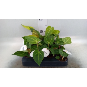 Anthurium   ...