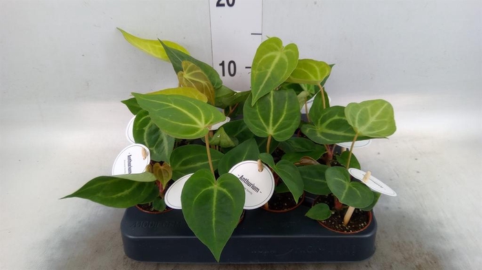 <h4>Anthurium   ...</h4>