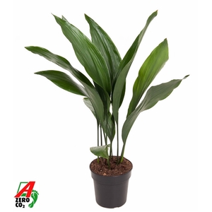 Aspidistra Elatior P17