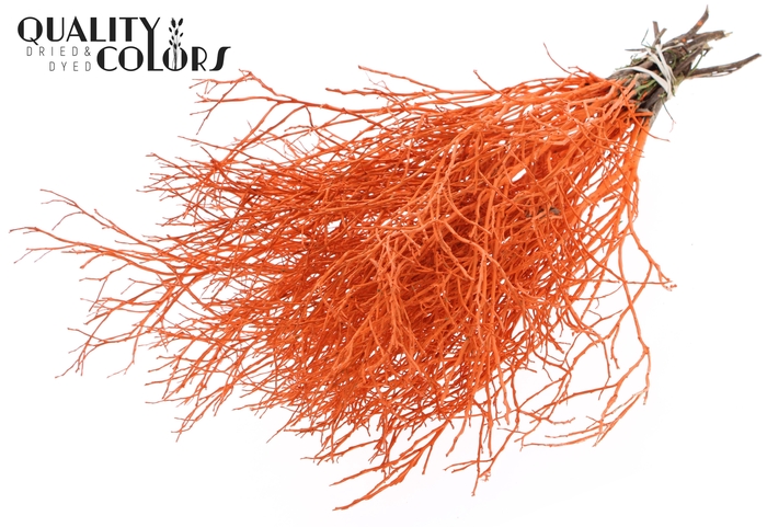 Huckelberry per bunch Orange