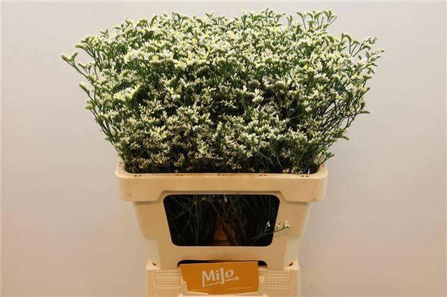 <h4>LIM SIN CHINA WHITE</h4>