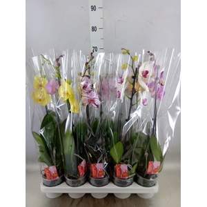 Phalaenopsis   ...mix
