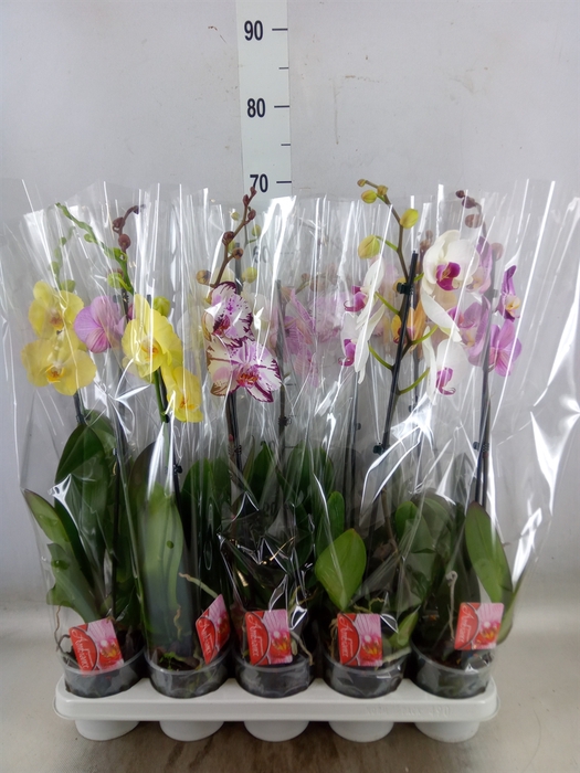 <h4>Phalaenopsis   ...mix</h4>