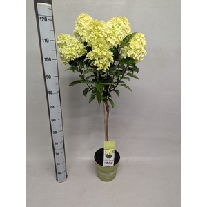 HYDR PANICULATA