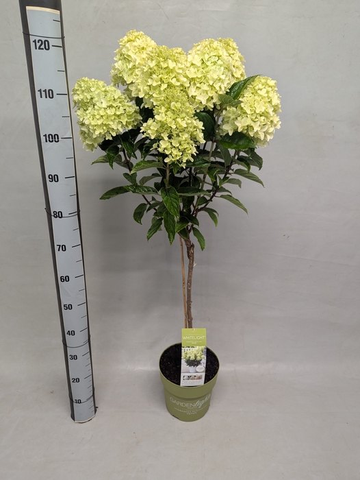 <h4>HYDR PANICULATA</h4>