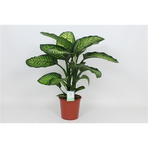 Purify Dieffenbachia Maroba 24 cm