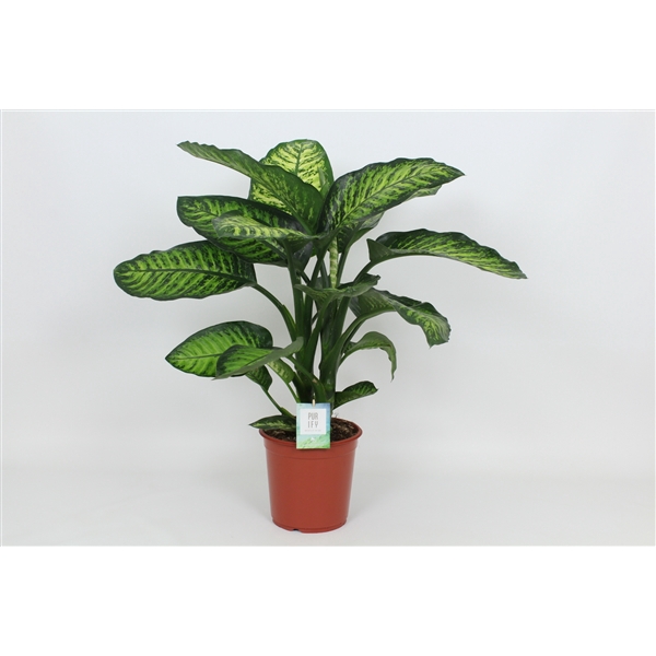 <h4>Purify Dieffenbachia Maroba 24 cm</h4>