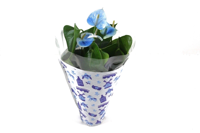 <h4>Anthurium XL.03 Arisa White 12cm wit-blauw geverfd in een Nederlands hoesje</h4>