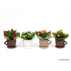 KALANCHOE BLOSSFELDIANA  p6