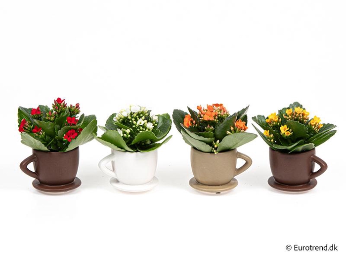 <h4>KALANCHOE BLOSSFELDIANA  p6</h4>