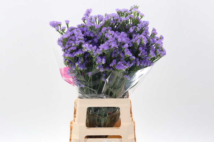 <h4>Lim S Martin Blue</h4>