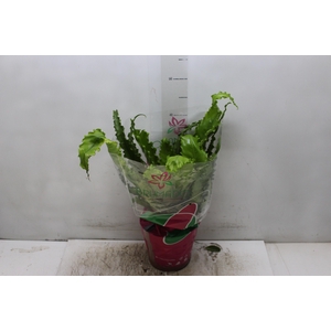 ASPLENIUM OSAKA CRESPO P19