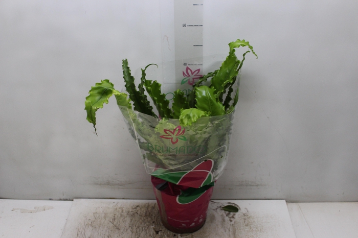 <h4>ASPLENIUM OSAKA CRESPO P19</h4>