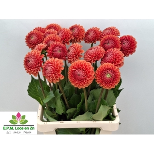 Dahlia Cornel Bronze EPM Loos