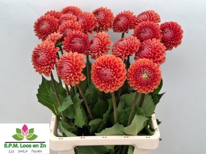 <h4>Dahlia Cornel Bronze EPM Loos</h4>
