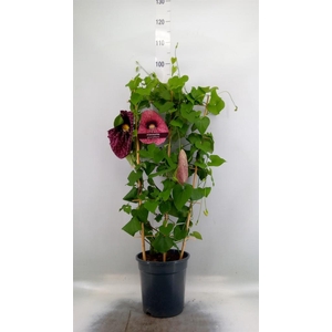 Aristolochia macrophylla