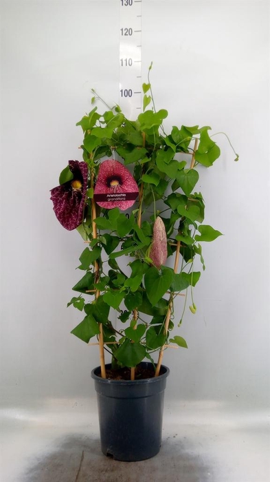 Aristolochia macrophylla