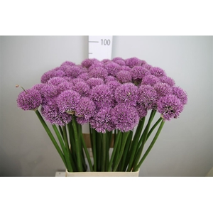 Allium Gladiator