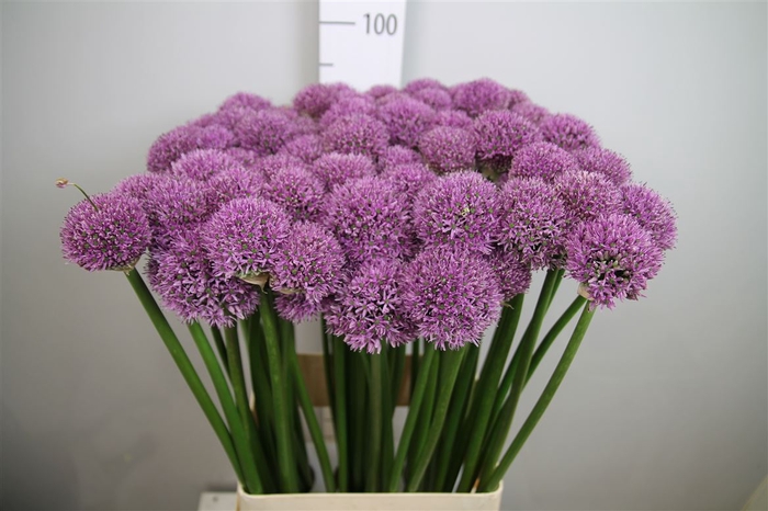 <h4>Allium Gladiator</h4>