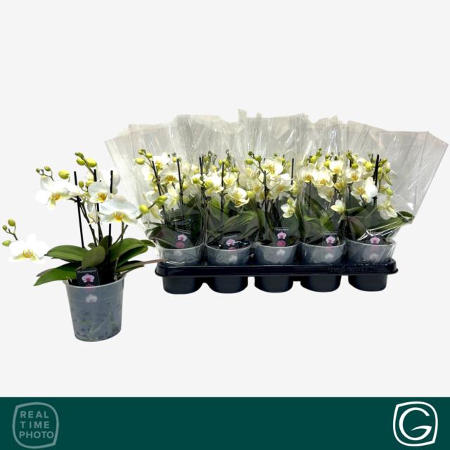PHAL MF WHITE LAUSANNE 3 TAK