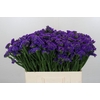 Limonium Navy Sun Birds