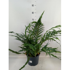 Aglaomorpha coronans   ...juveniel