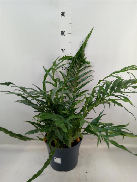 <h4>Aglaomorpha coronans   ...juveniel</h4>