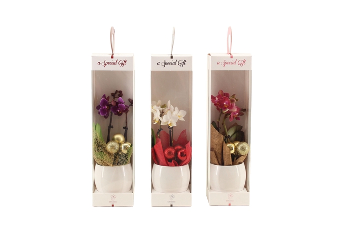 <h4>Lisa White Tiny Dolls Gemengd 2T10+ Aqu@ in Giftbox + kerstbal</h4>