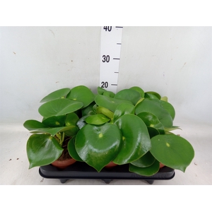 Peperomia polybotrya 'Raindrop'