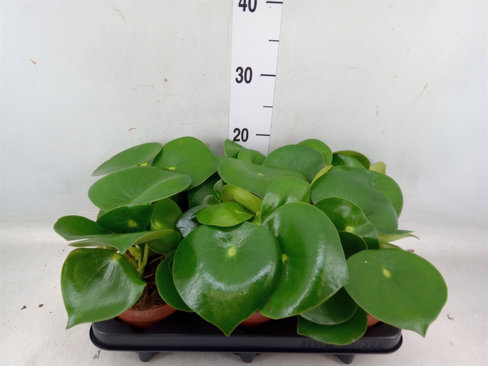 <h4>Peperomia polybotrya 'Raindrop'</h4>