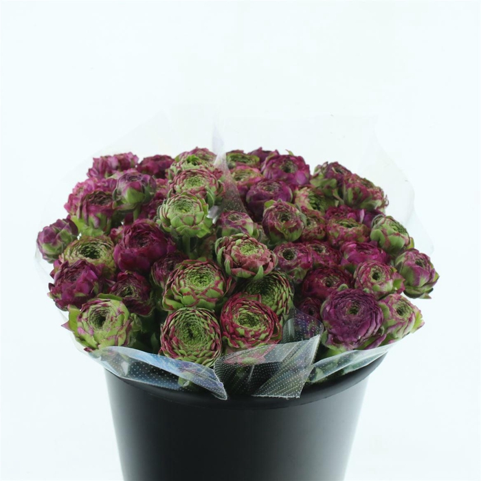 <h4>Ran Ponpon Aladdin Green/cerise Extra</h4>