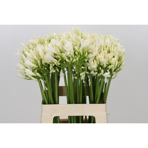 Agapanthus Gletsjer
