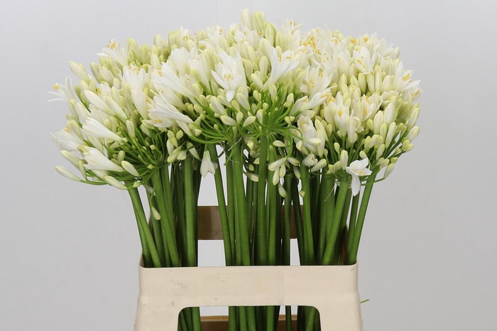 <h4>Agapanthus Gletsjer</h4>