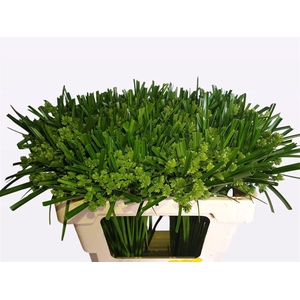 Siergras Cyperus Glaber