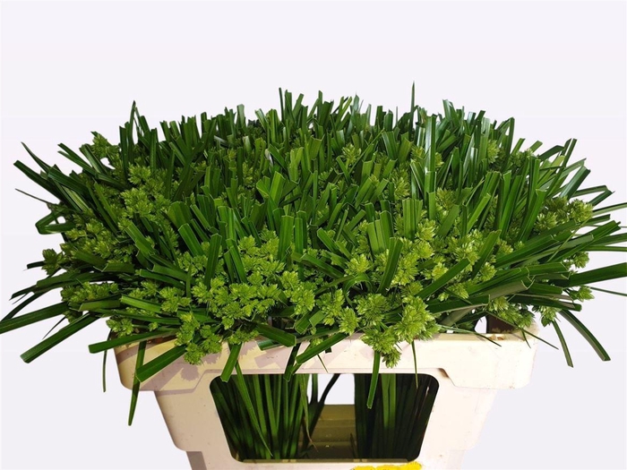 <h4>Siergras Cyperus Glaber</h4>