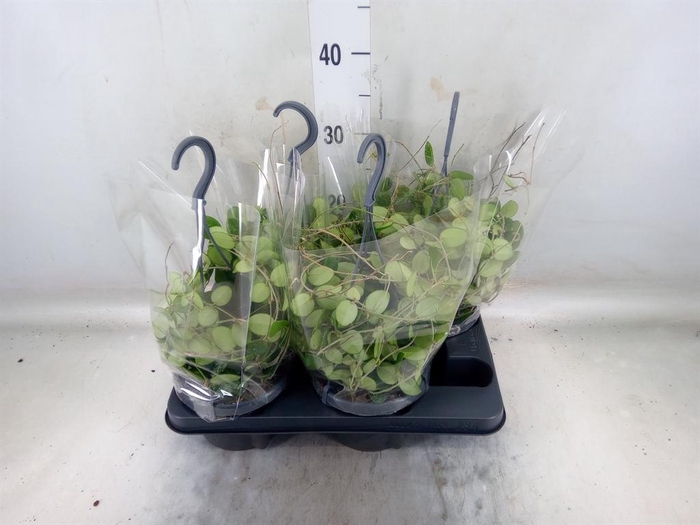 <h4>Hoya  'Mathilde'</h4>