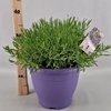 Lavandula angustifolia Essence Pur