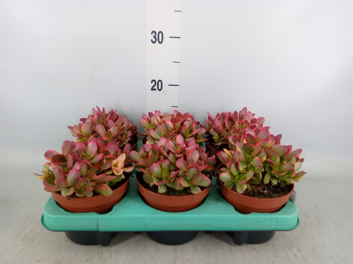 <h4>Crassula   ...</h4>