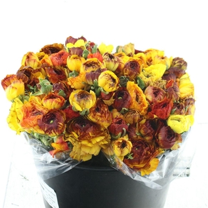 Ran El Sr Cappuccino Yellow Extra