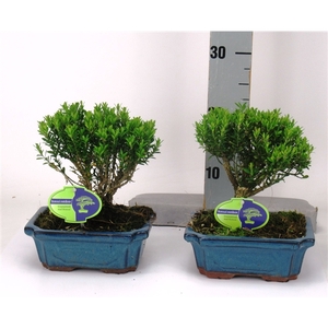 Buxus harlandii, 19 cm broom, without driptray